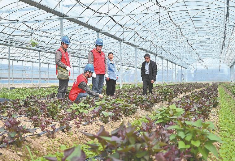 河南息縣：供電服務(wù)貼心，種植紅薯有信心”